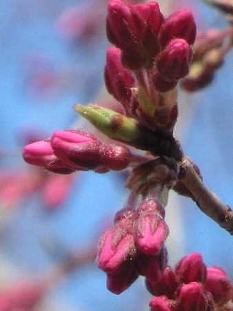 1761-12.3.30朝　旧本館中庭中央しだれ桜蕾アップ大.jpg